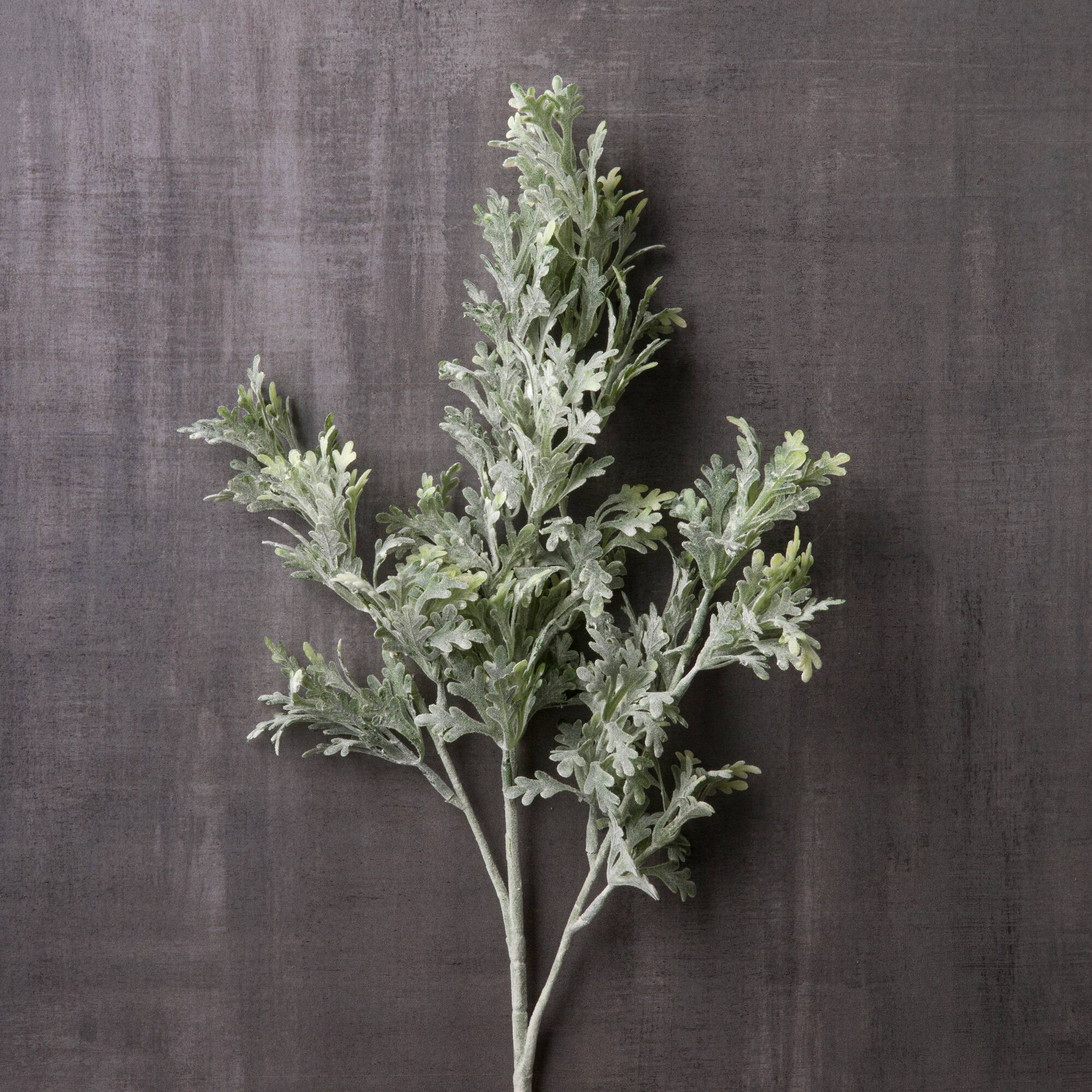 Dusty Miller Stem by Ashland®
